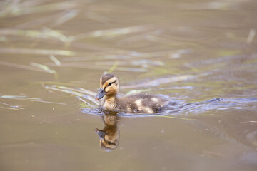 Mallard duckling swimming on a pond