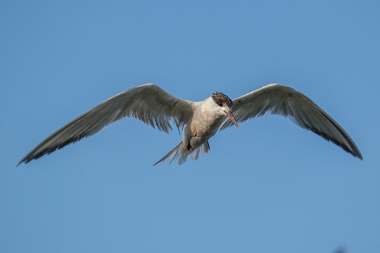Common tern - Chira de balta - Sterna hirundo
