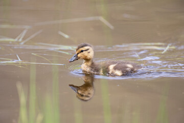 Mallard duckling swimming on a pond