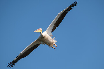 Fototapeta na wymiar Great white pelican - Pelican comun - Pelecanus onocrotalus
