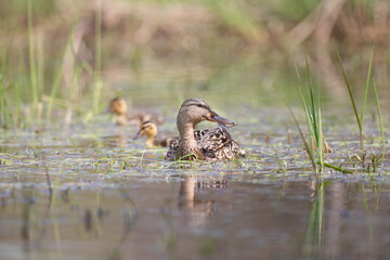 Close up on a female mallard duck swimming on a pond