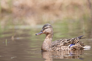 Close up on a female mallard duck swimming on a pond