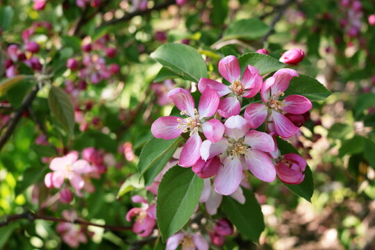 Flowers on blooming apple tree at spring