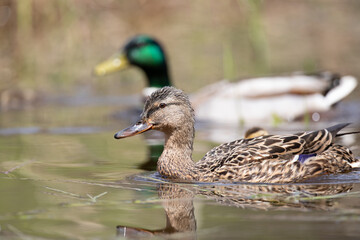 Close up on a female mallard duck swimming on a pond with the male in the background
