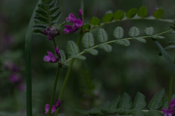 flower in the garden
