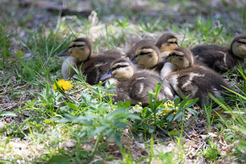 Close up on baby mallard duck 