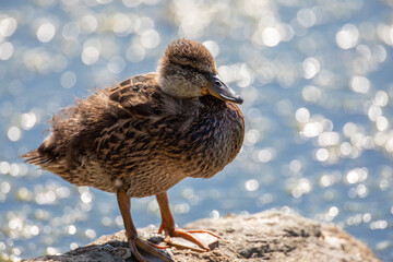 Close-up on the head of a female mallard duck