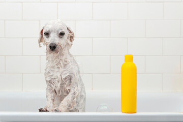 Little wet white dog and yellow shampoo bottle in the bath, place for text