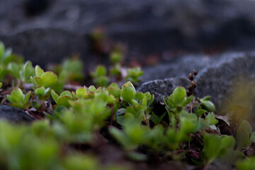green moss on the tree