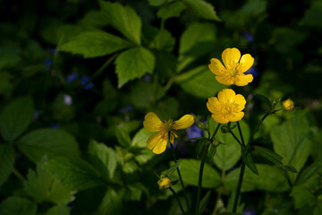 Obraz na płótnie Canvas A bright yellow buttercup flower in a forest