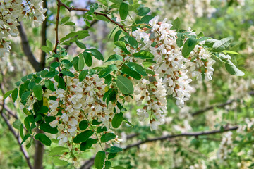 Blooming white acacia, sunny day.