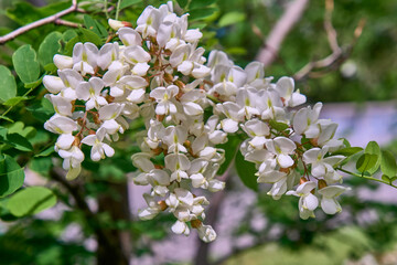 Blooming white acacia, sunny day.