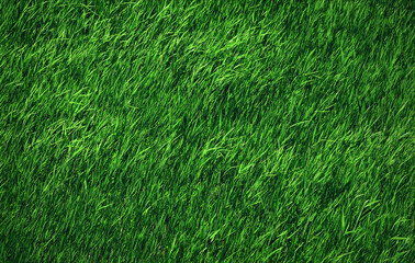 green grass field close up