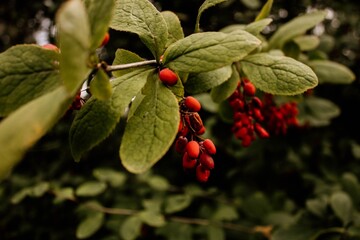 berries on a tree