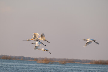 Lopatari - Spoon bills - Platalea leucorodia