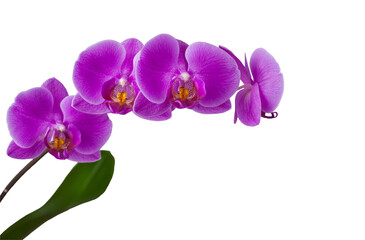 Fototapeta na wymiar Pink Phalaenopsis orchid isolated on a white background. Close-up.