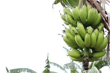 banana bunch on tree in firm