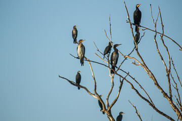 Great cormorants in the tree