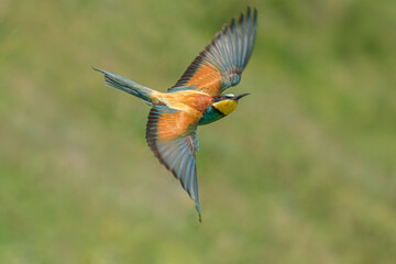 Fototapeta premium Prigorie - Bee-eater - Merops apiaster