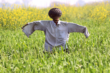 Scarecrow or Bijuka in a field to scare birds away.