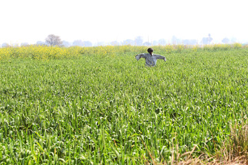 Scarecrow or Bijuka in a field to scare birds away.