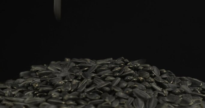 Sunflower grains fall onto the rotating grain pile. Falling grain in the form of rain. Black background