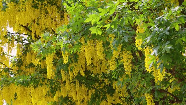 4k vieo of Laburnum &times; watereri plant, variety Vossi commonly called golden chain tree or golden rain tree