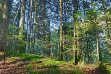 en forêt