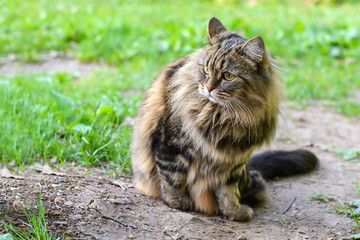 Naklejka na ściany i meble A fluffy brown cat sits on a path in the garden