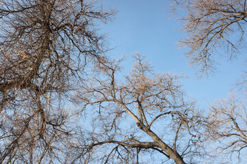 Dry tree branches on blue sky with white clouds