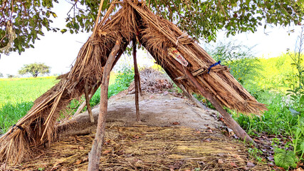 A lonely hut built in a crop field of western India.