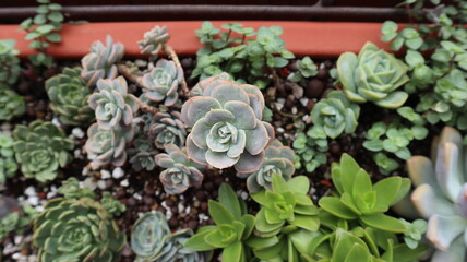 various succulent plants are blooming design for houseplant background close-up
