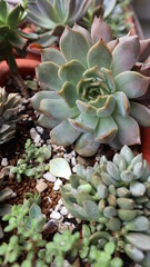 various succulent plants are blooming design for houseplant background