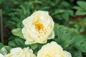 Blooming lemon yellow Peony Flower On Blurred Natural Green Background. Pion. Spring, summer concept. Close up photo