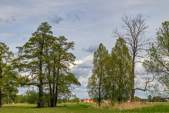 Dorf