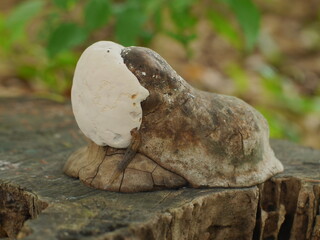 きのこを食べるなめくじ