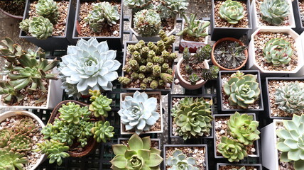 various succulent plants growing up in the elegant container design for interior decoration