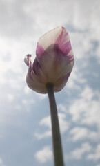 tulip on a background of blue sky