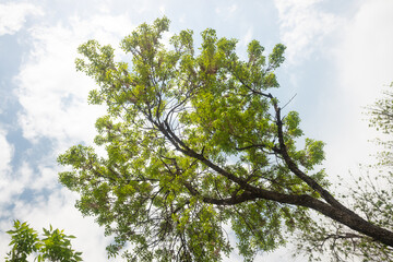 green leaves of trees on a background of blue sky