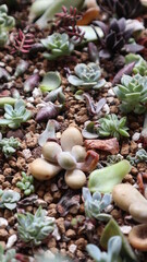 to breed the various kind of succulents plants design for gardening concept