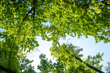 Fototapeta na wymiar green leaves on a background of blue sunny sky