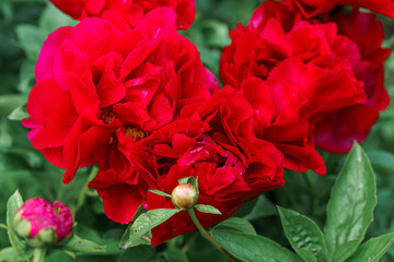 Blooming red Peony Flower On Blurred Natural Green Background. Pion. Spring, summer concept. Close up photo