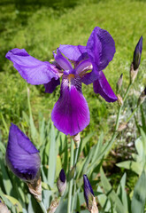 purple iris flowers in spring