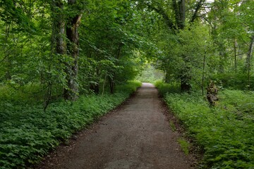 Pathway (rural road, alley) through the dark forest park. Mighty green deciduous trees, moss,...