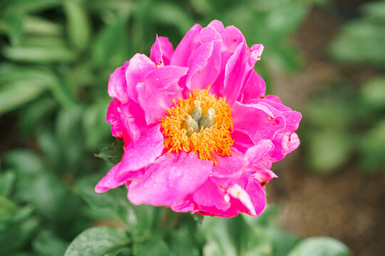 Blooming Pink Peony Flower On Blurred Natural Green Background. Pion. Spring, summer concept. Close up photo