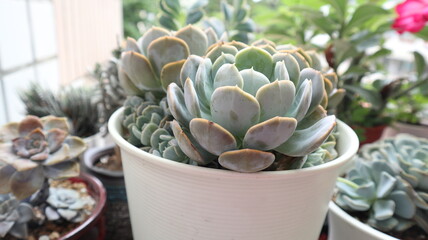 succulent plants blooming in the summer time with bright light design for houseplant and healthy...