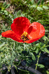 Obraz na płótnie Canvas red poppy flower close up