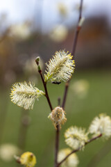 Very young willow catkins blossom.