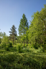 Fototapeta na wymiar Nature green forest blue sky background landscape