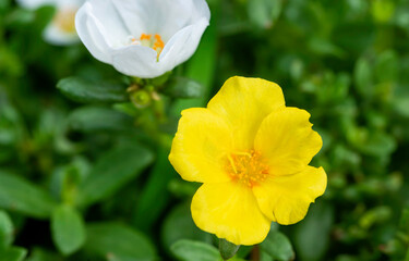 Portulaca grandiflora flower blooming on roadside land